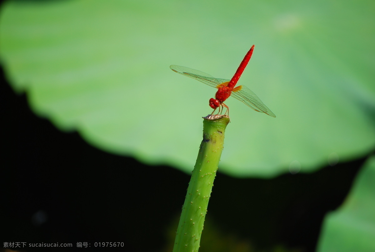 蜻蜓 昆虫 生物世界 绿色