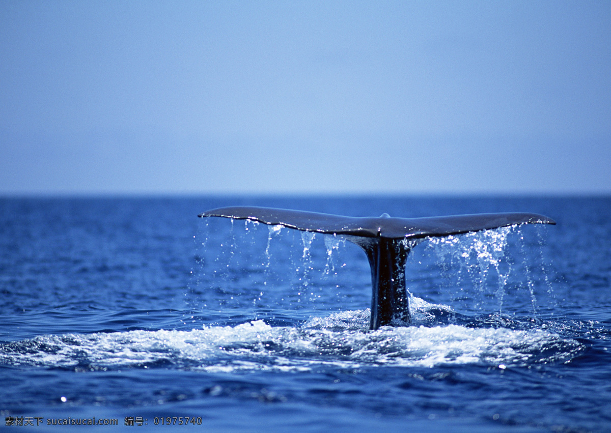 鲸 鱼 海中鲸 海洋动物 蓝色