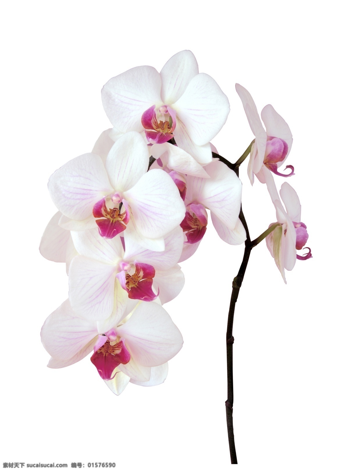 蝴蝶兰花朵 flower 花朵素材 白蝴蝶兰 花朵抠图 白色花朵