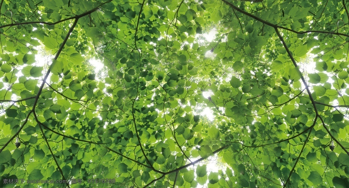 树叶 绿色 树枝 繁茂 密集 叶子 天花