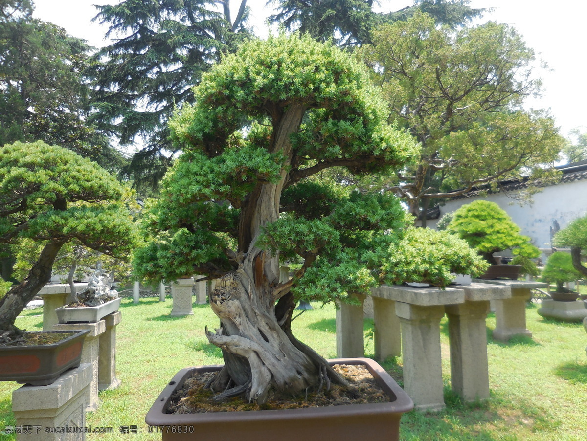 松石盆景 园艺 唯美 中国传统 松树 迎客松 松树盆景 盆景松树 盆栽松树 园艺盆景 园艺盆栽 假山盆景 奇石 盆景 植物 小盆栽 喜庆 装饰植物 造型 盆栽 苗木盆景 盆栽植物 精品植物 盆栽盆景陈列 盆景艺术 植物造型 民间艺术 传统文化 园林 植物园 花草树木2 生物世界 花草