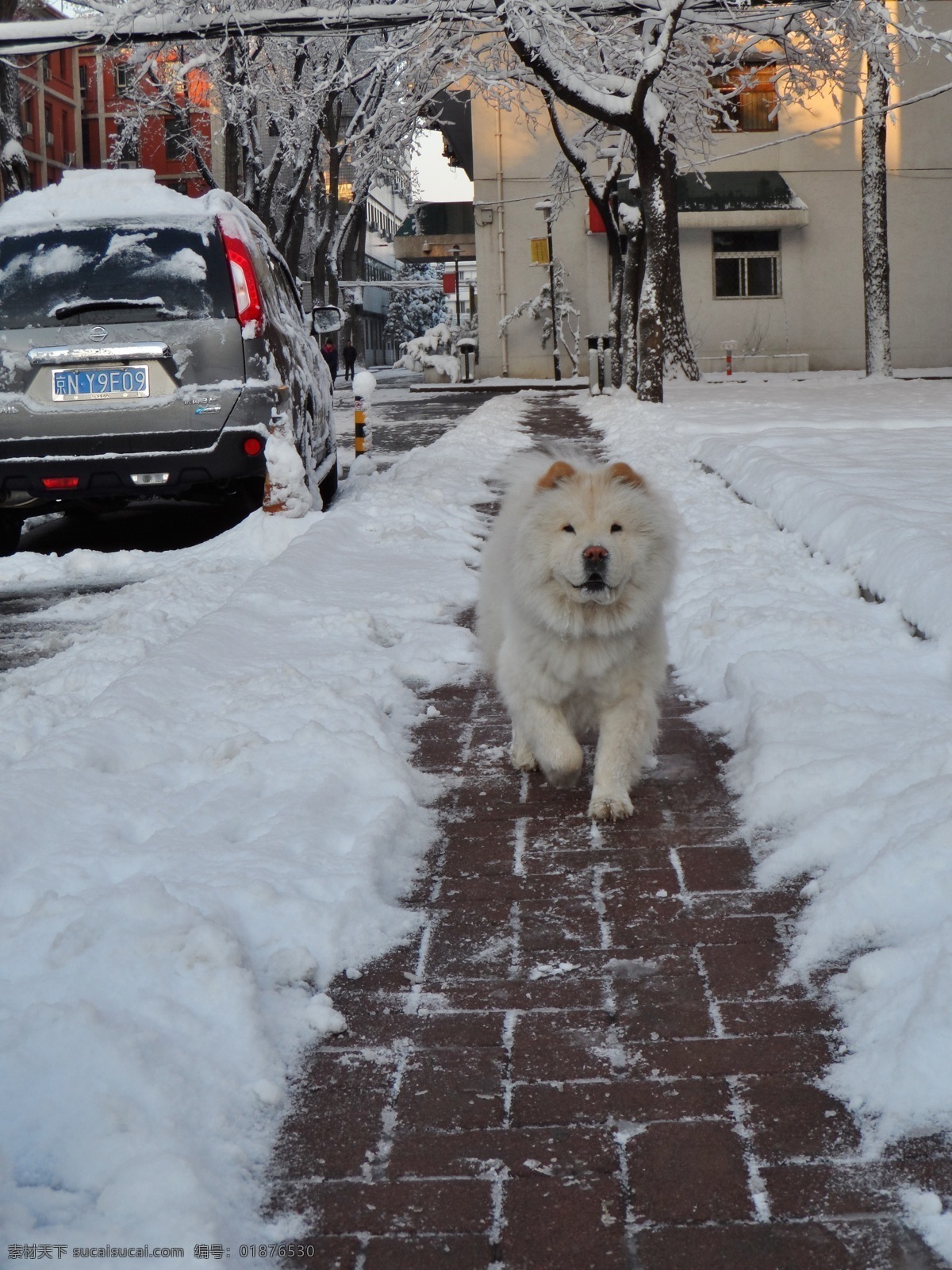 毛 狗 动物 国内旅游 旅游摄影 雪 阳光 毛狗 扫雪 北京中医药大学 海报 其他海报设计