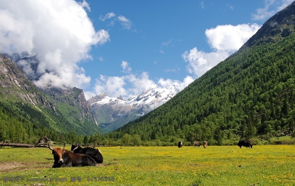 高原牧场 四川 高原 牧场 四姑娘山 牛 山川风光 自然风景 自然景观