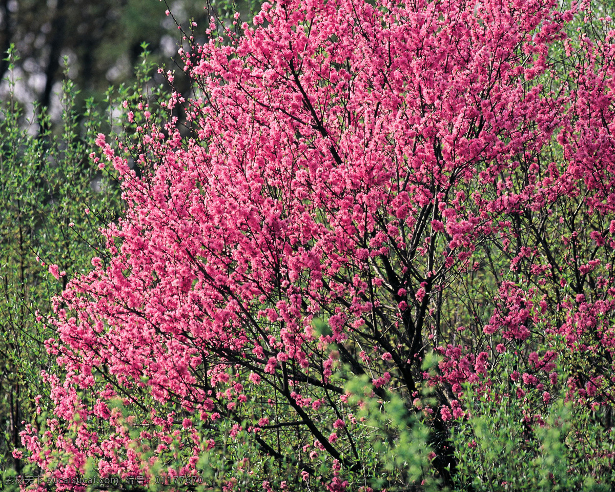 春暖花开 背景 风景 花 花草 花季 摄影图库 植物世界 自然风景 自然景观 花的季节 生活 旅游餐饮