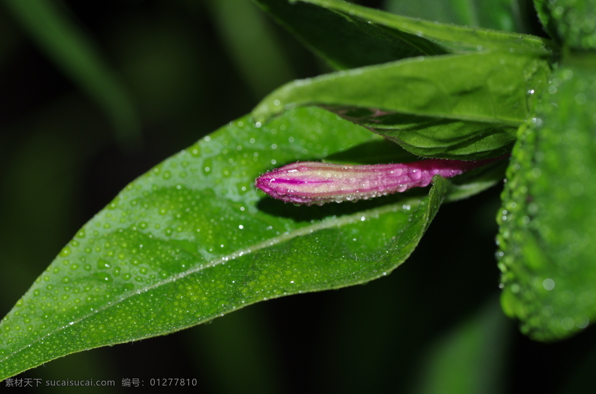 紫茉莉 合肥 楼下 野生 紫色 茉莉花 胭脂花 石竹目 紫茉莉科 花苞 花蕾 植物 花草 生物世界