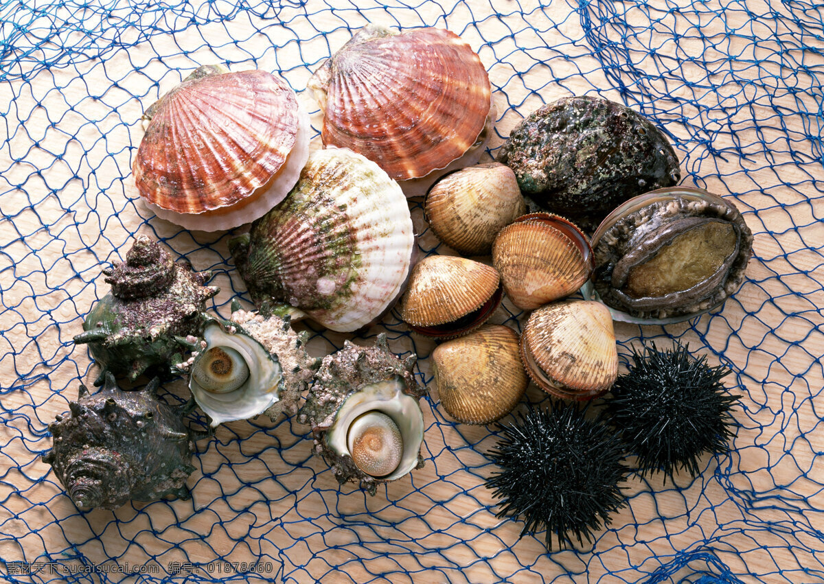 海鲜 海螺 螺子肉海产品 海产品 贝类 海鲜水产 海鲜贝类 海底生物 新鲜海鲜 海鲜素材 海鲜食材 海洋资源 食物原料 餐饮美食 摄影图库 摄影图片 高清图片 印刷图片