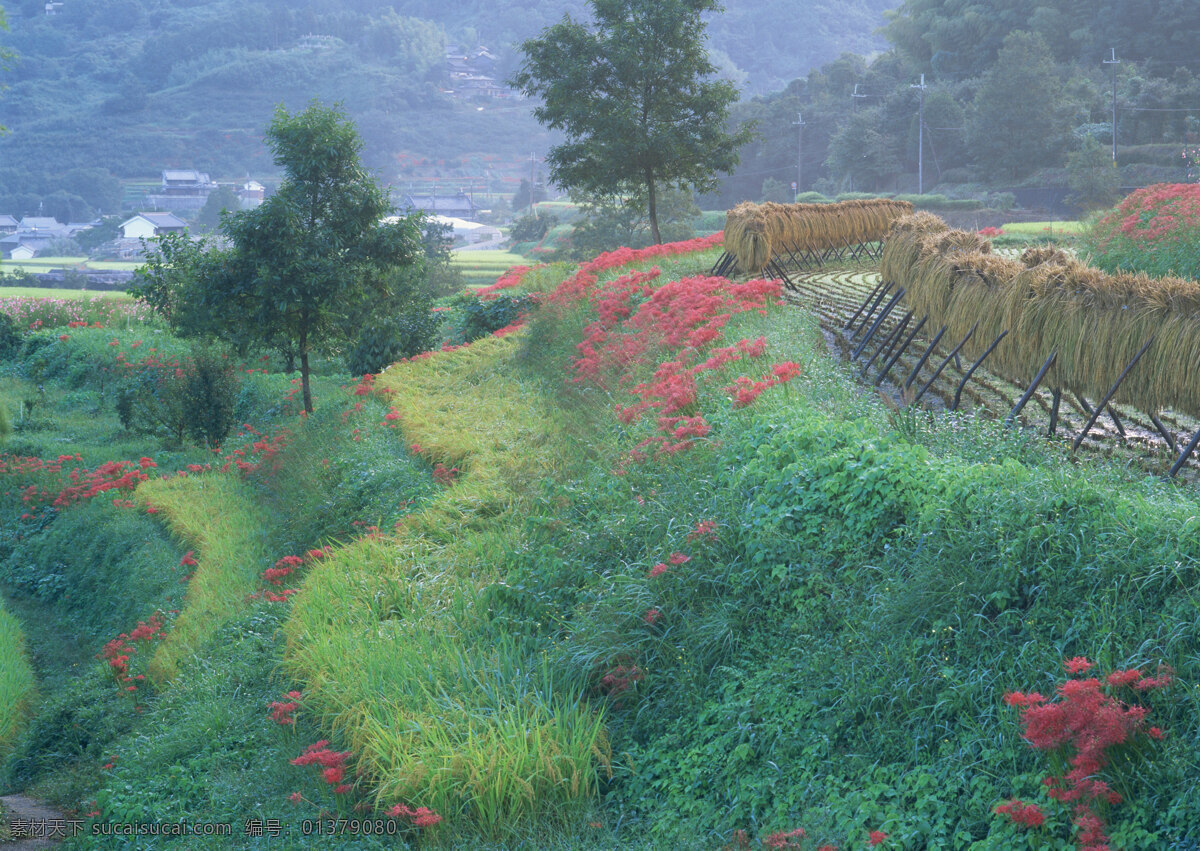 春天 春天风景 稻谷 风景 风景背景 花瓣 花草 花朵 花卉 花藤 油菜花图片 野外 外野风景 野外风光图片 田野 田野风光 农村 农场 农田 农庄 农业 自然景观 自然风景 自然风光 自然景色 蓝天草地 蓝天白云 蓝天背景 蓝天绿地 梦幻背景 鲜花 鲜花背景 鲜花花朵 麦子 麦穗 麦田风景 梯田 秋天背景 秋天风景 田园 田园景色 田园山水 田园风景 田园风光 水稻 家居装饰素材 山水风景画