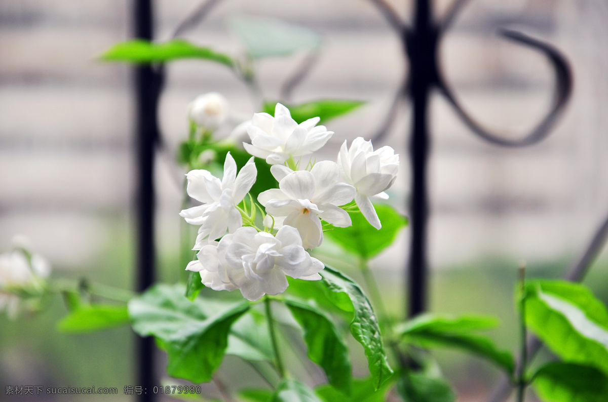 盛开的茉莉花 茉莉花 夏天 花朵 绿植 季节 植物 生命 绿色 开放 纯白 花草 生物世界