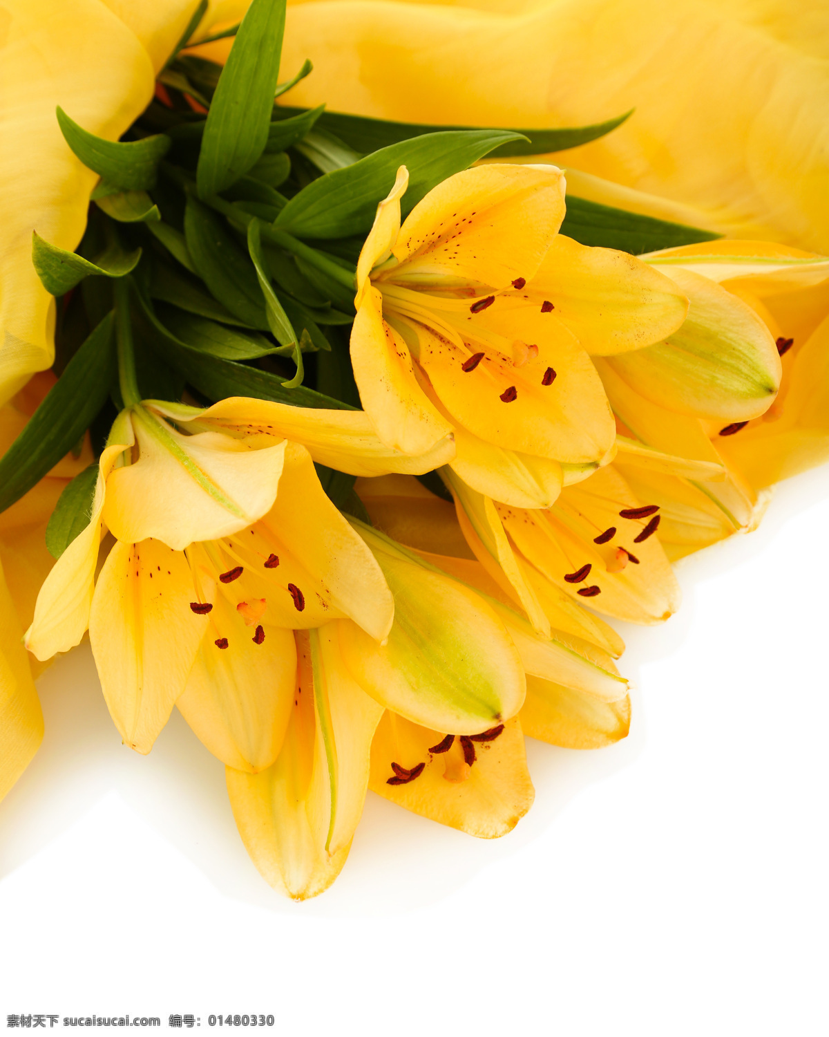 黄色百合花 黄色 花束 花蕊 花瓣 唯美花朵 黄色花朵