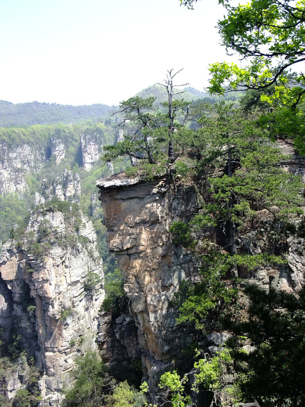 张家界 自然奇观 绿树 山峦 自然风景 旅游摄影