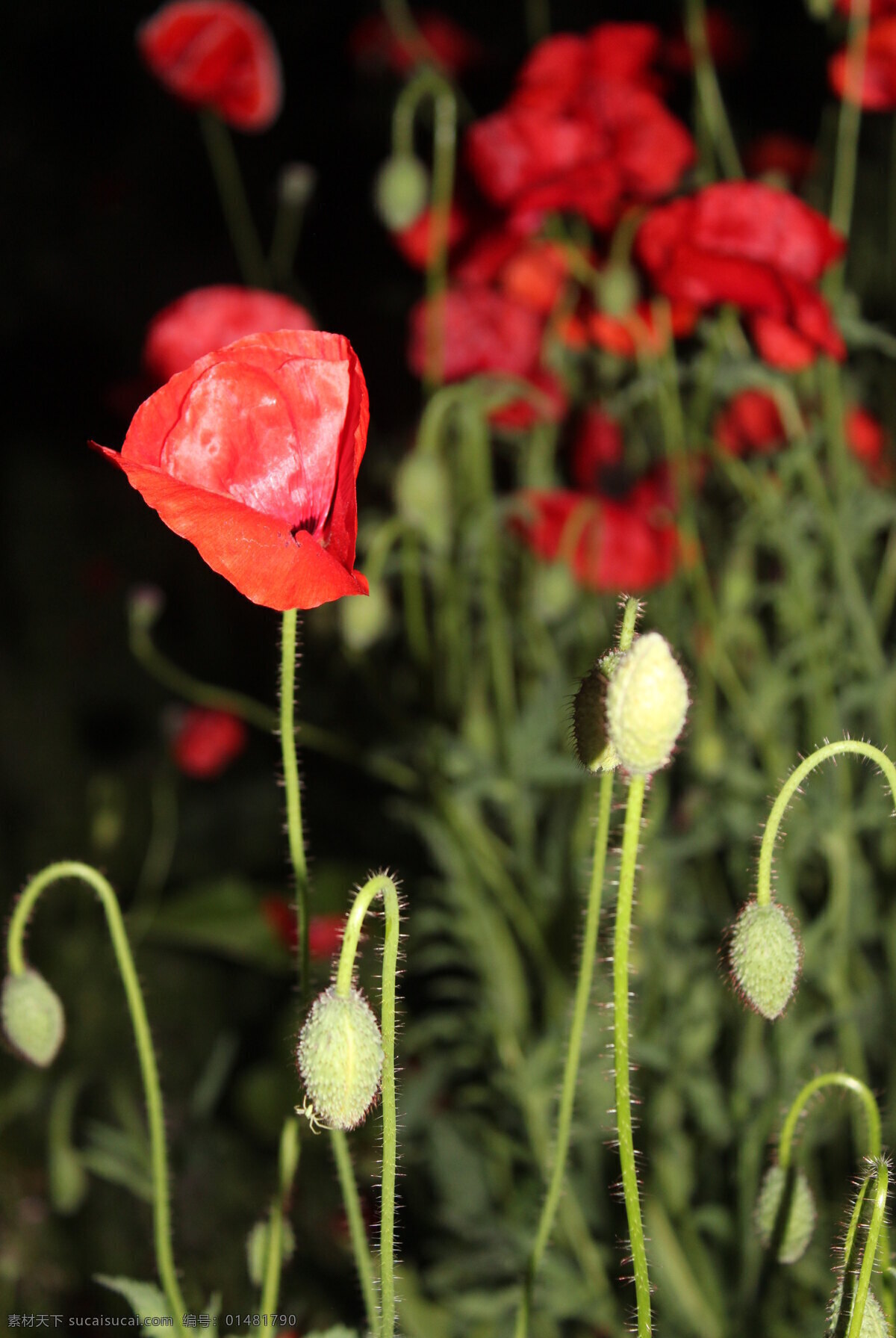 草本植物 红色花卉 花草 花卉 花卉摄影 生物世界 植物 虞美人 四月花 植物摄影 春季花卉 psd源文件