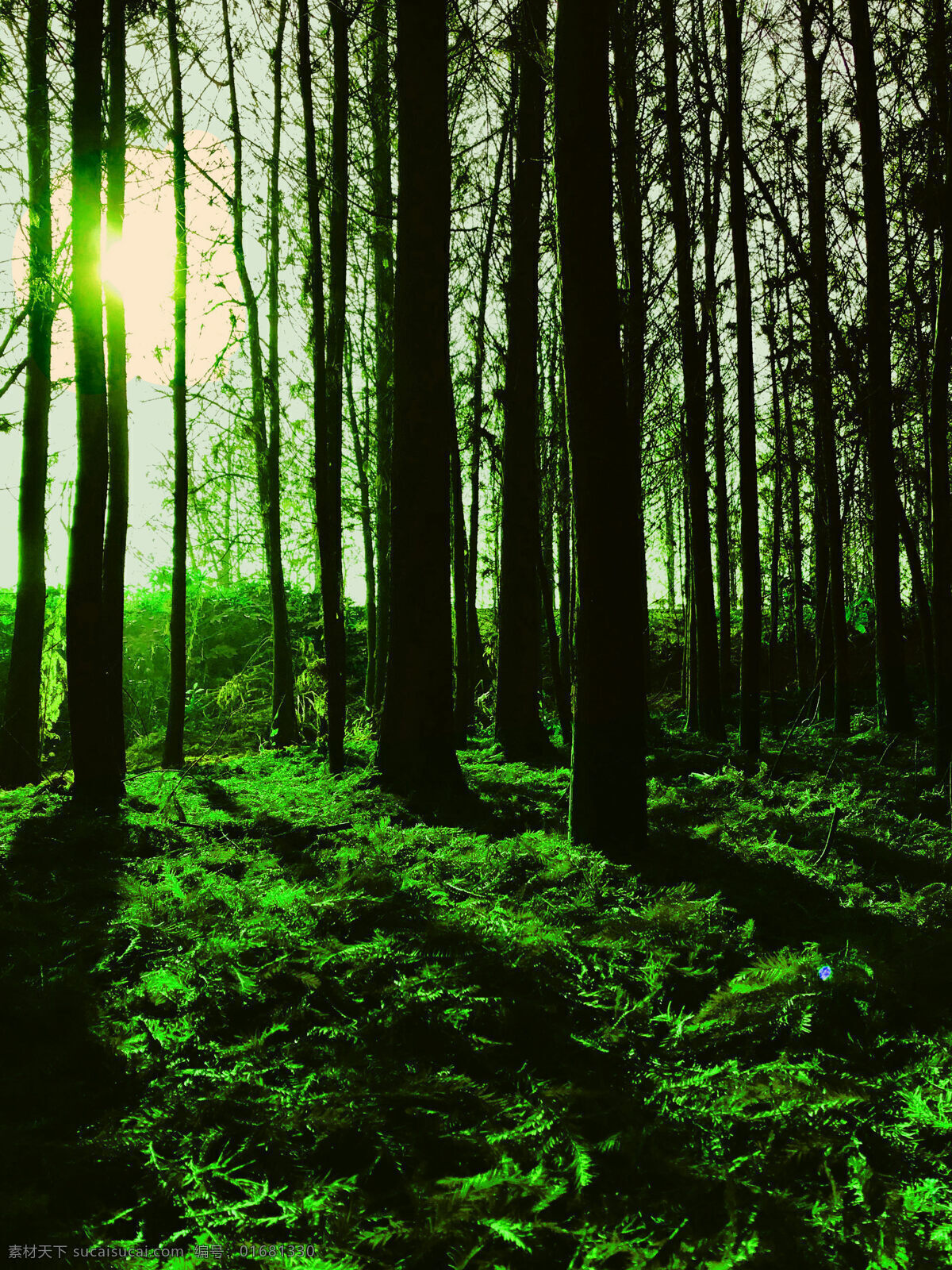 绿树 山林 光 影 生机 学习 自然景观 自然风景