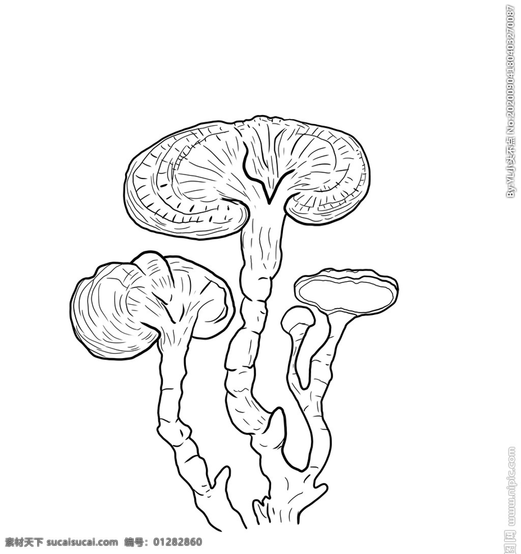 灵芝图片 灵芝 手绘灵芝 线描灵芝 灵芝插画 野生灵芝 赤芝 紫芝