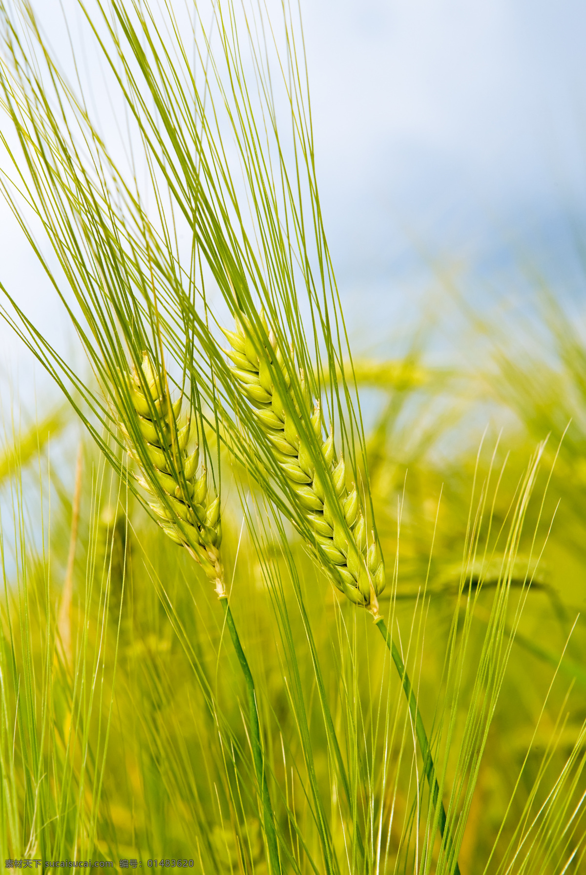 金黄 小麦 麦子 麦穗 麦田 成熟的麦子 丰收 农作物 收获 高清图片 山水风景 风景图片
