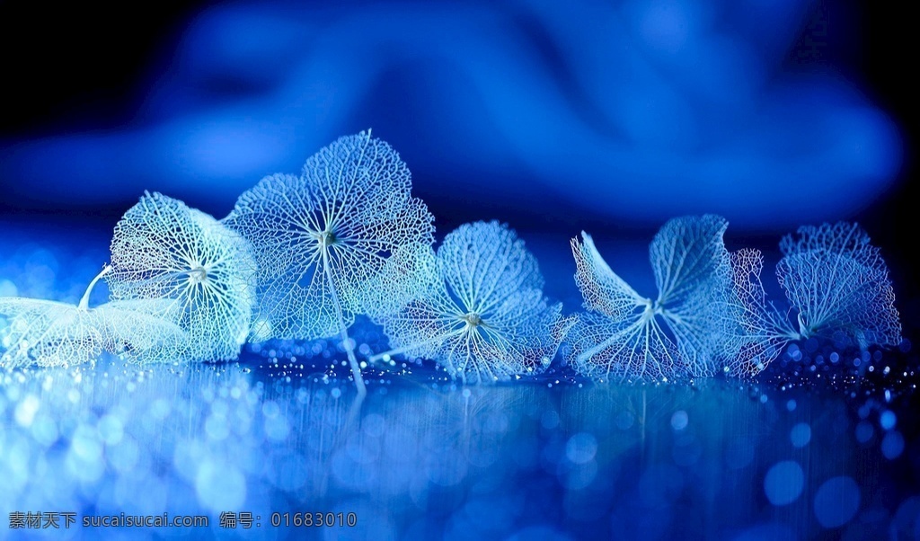 蓝色壁纸 壁纸 蓝色 桌面 电脑壁纸 电脑桌面 冰花 花 冰 底纹 背景 纹理 冬至 小学 立冬