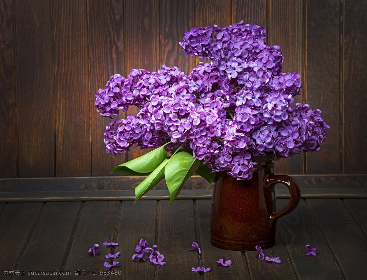 丁香花 紫丁香 紫色 花朵 鲜花 花卉