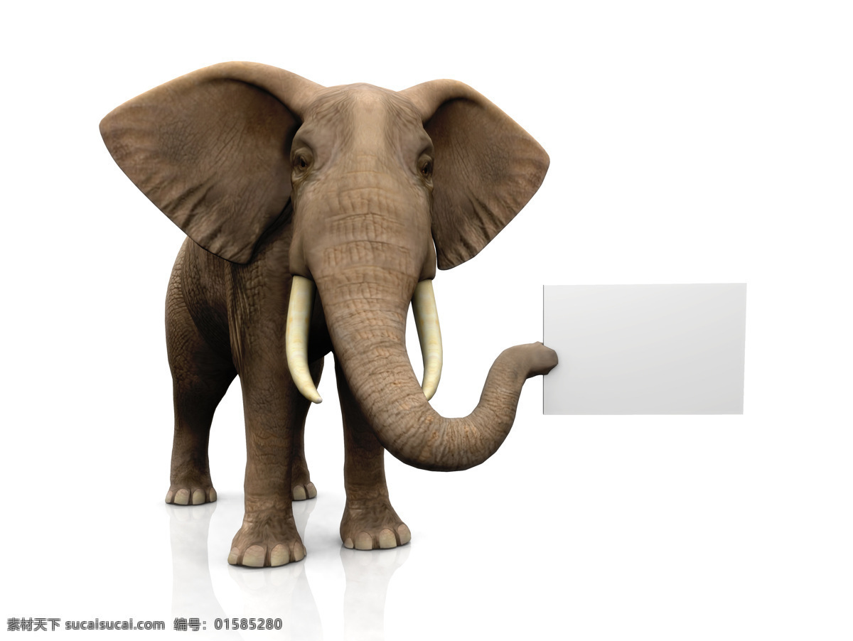 大象 空白 纸板 空白牌子 野生动物 动物写真 高清图片