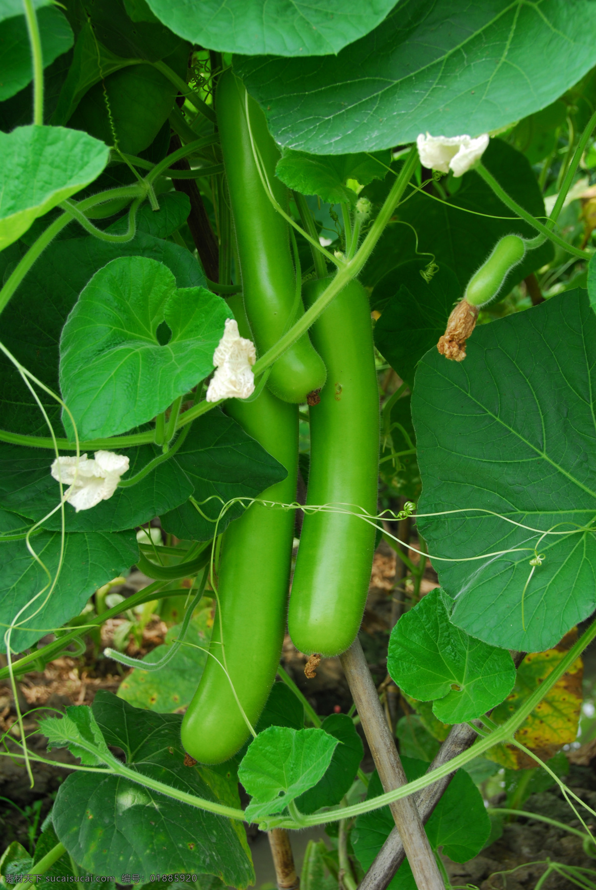 碧绿葫芦瓜 葫芦瓜 瓜菜 绿叶 藤 茎 叶须 绿色 碧绿 青翠 花 田园风光 自然景观