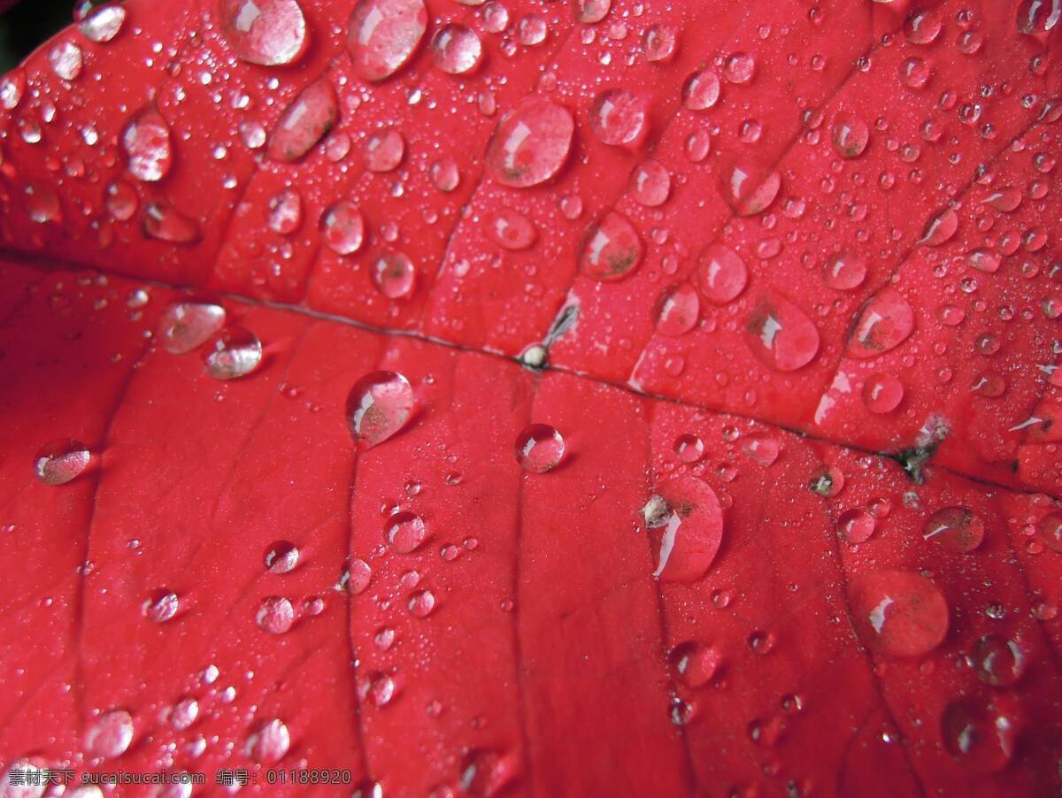 叶子 上 水滴 背景 水珠 叶片 背景图片