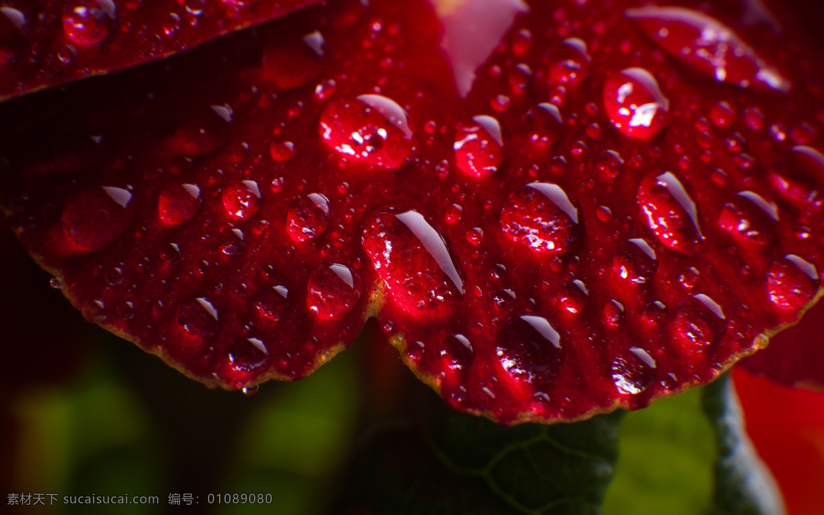 花草 花花草草 露水 露珠 生物世界 水滴 水滴水珠 水珠 水珠图片 漂亮的水珠 晨露 微距拍摄 水主题素材 生命之水 自然风景 自然景观 psd源文件