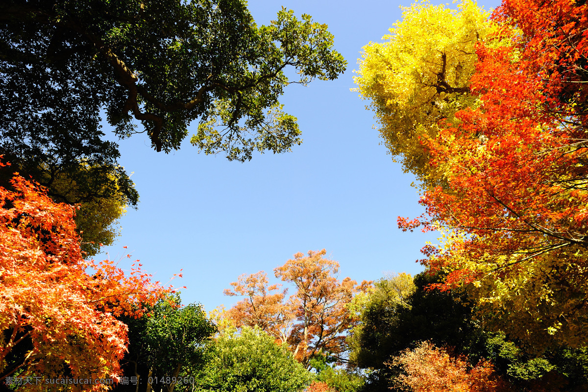 秋天 风景 自然风景 森林 树叶 秋景 枫叶 黄叶 天空 山水风景 风景图片