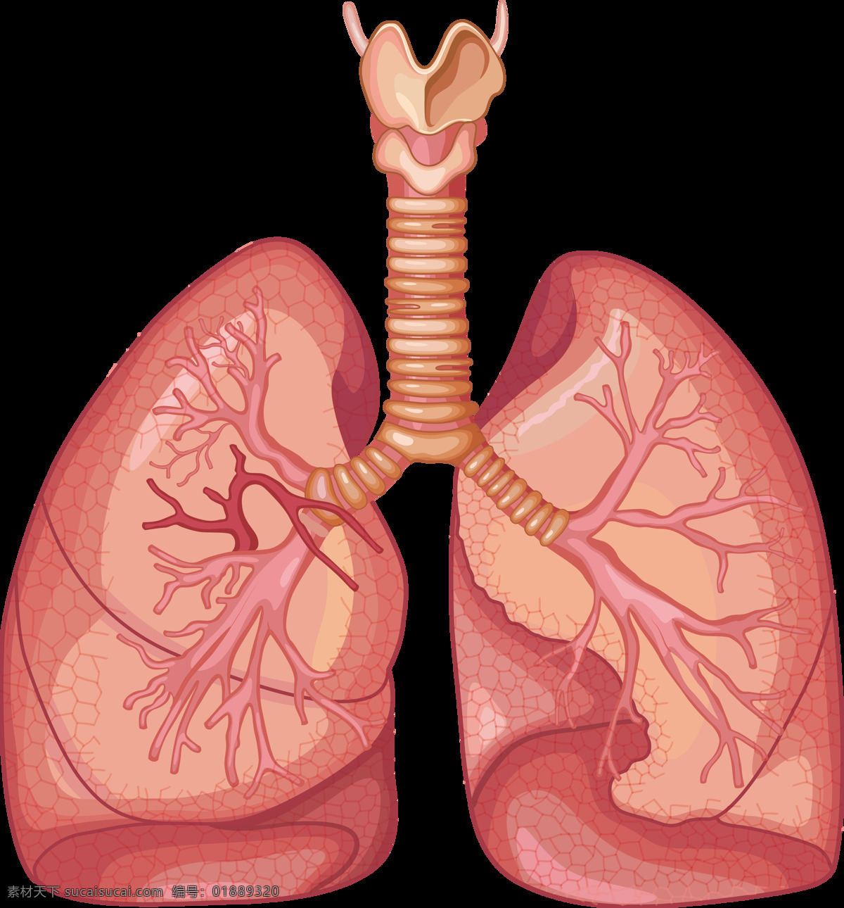卡通 心肺 元素 卡通心脏 吸烟有害健康 器官 医院素材 肺 矢量肺