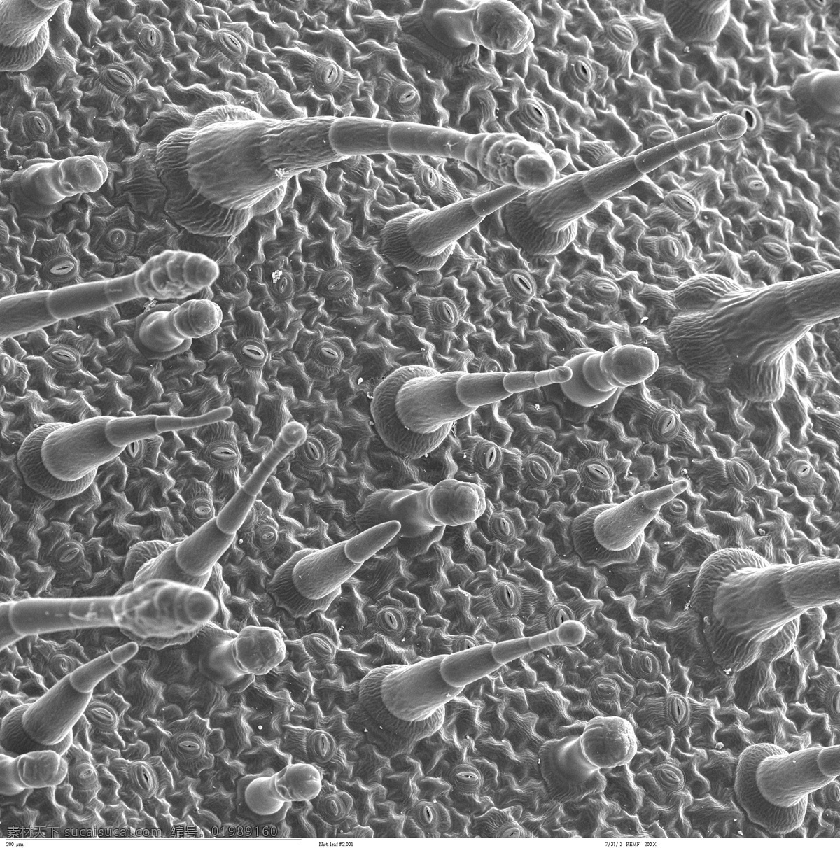 昆虫 显微镜 微生物 细胞 蛋白球 生命力