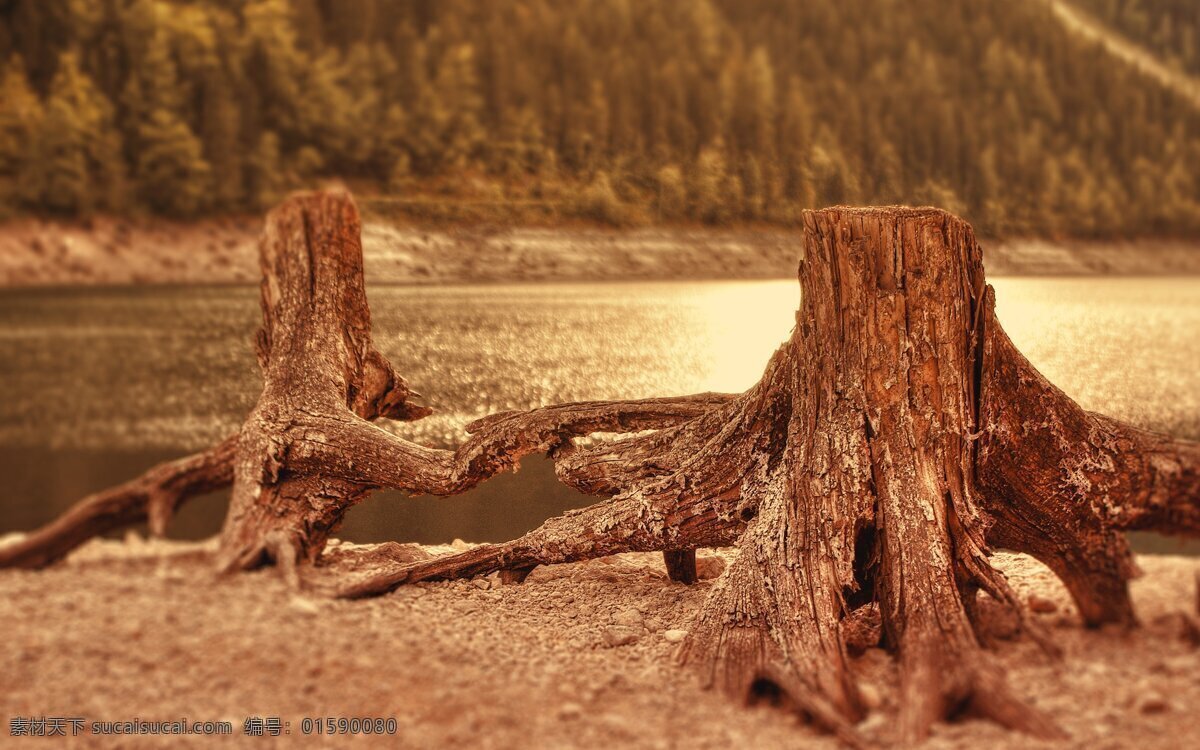 金色湖 阳光湖面 两棵老树根 树皮肌理 远山 大自然合图集 生物世界 树木树叶