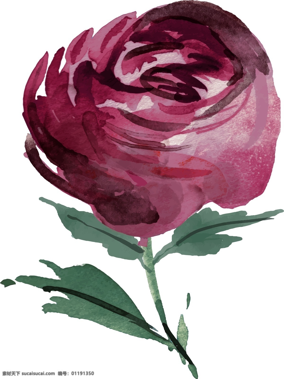 水彩玫瑰素材 水彩 紫红色 叶子 绿色 玫瑰 矢量素材 设计素材