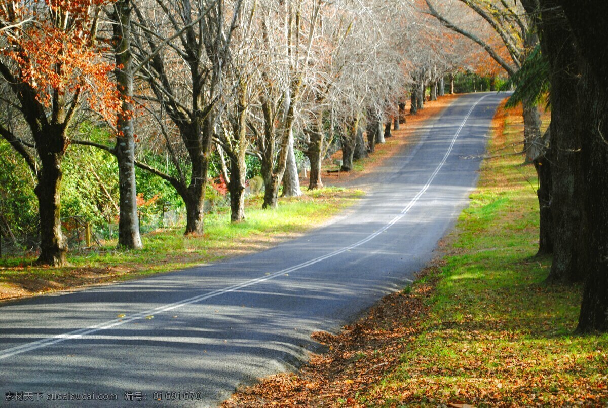 道路 小路 阳光 树林 自然景观 自然风景 风景 林荫 马路 公路 林荫公路 旅游摄影 国内旅游