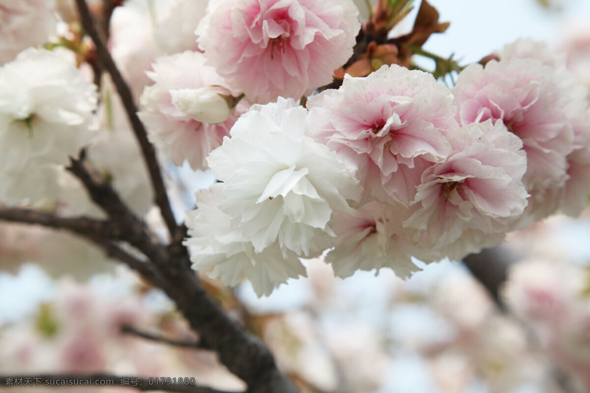 春天 粉红花瓣 花草 花朵 花朵特写 花蕊 绿叶 樱花 植物 生物世界 特写 樱花特写 樱花节 摄影花卉图片