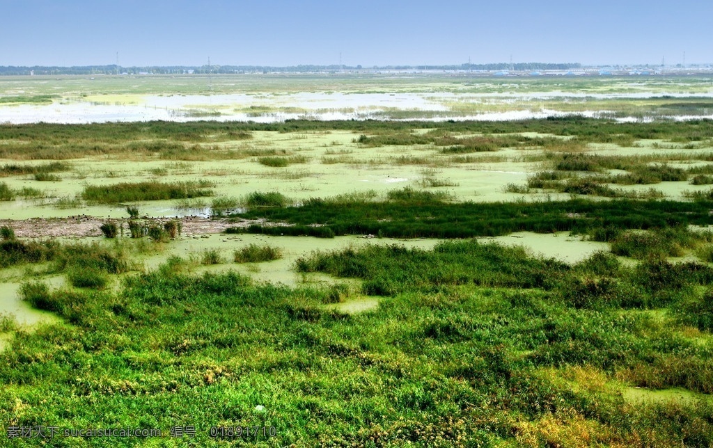 大庆湿地 大庆 湿地 绿草 山水风景 自然景观