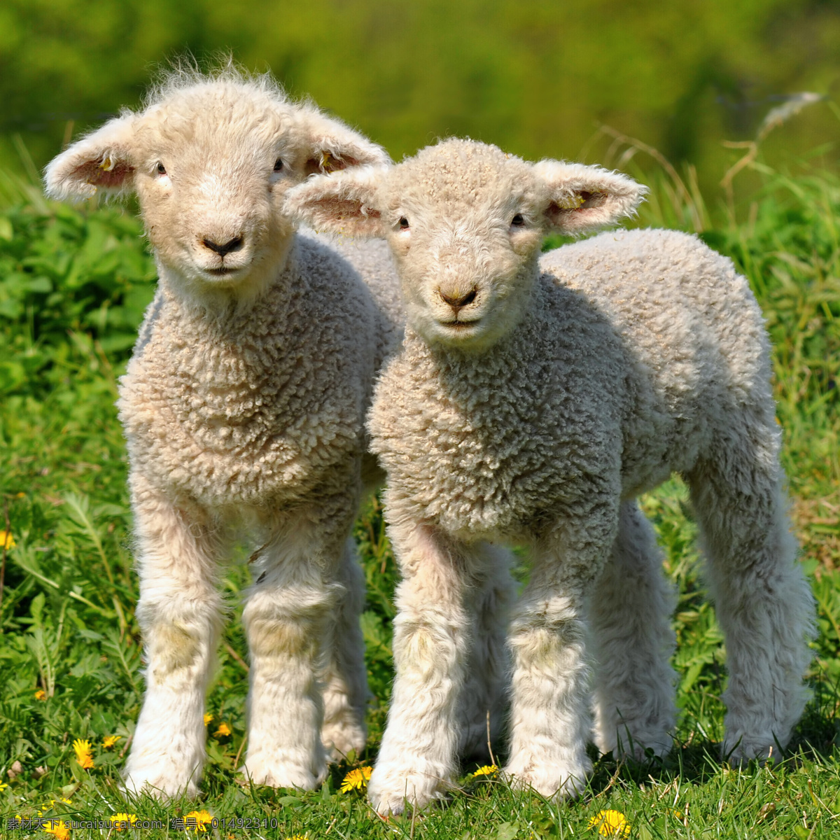 小羊羔 小羊 可爱 羊 绵羊 白色小羊羔 家禽家畜 生物世界