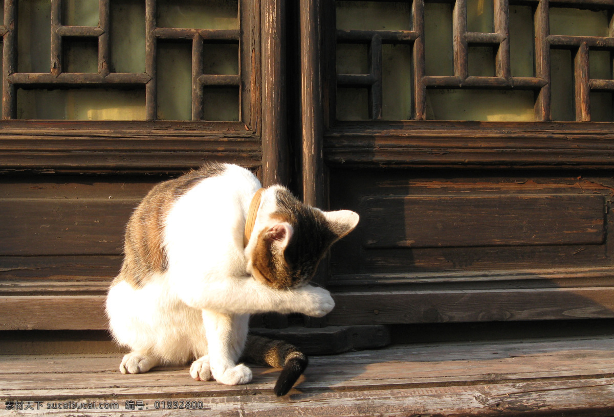 明星 猫 旅游摄影 摄影图 西塘 浙江 旅游风景 明星猫 西塘风光 嘉善 生物世界