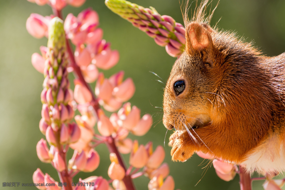 吃食物的松鼠 鲜花 松鼠 动物 野生动物 动物世界 动物摄影 陆地动物 生物世界 粉色
