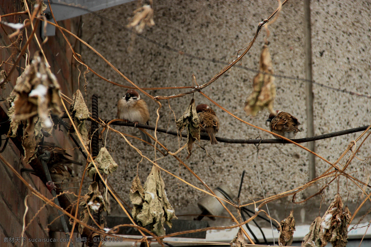麻雀 枯叶 鸟类 动物 生物 生物世界