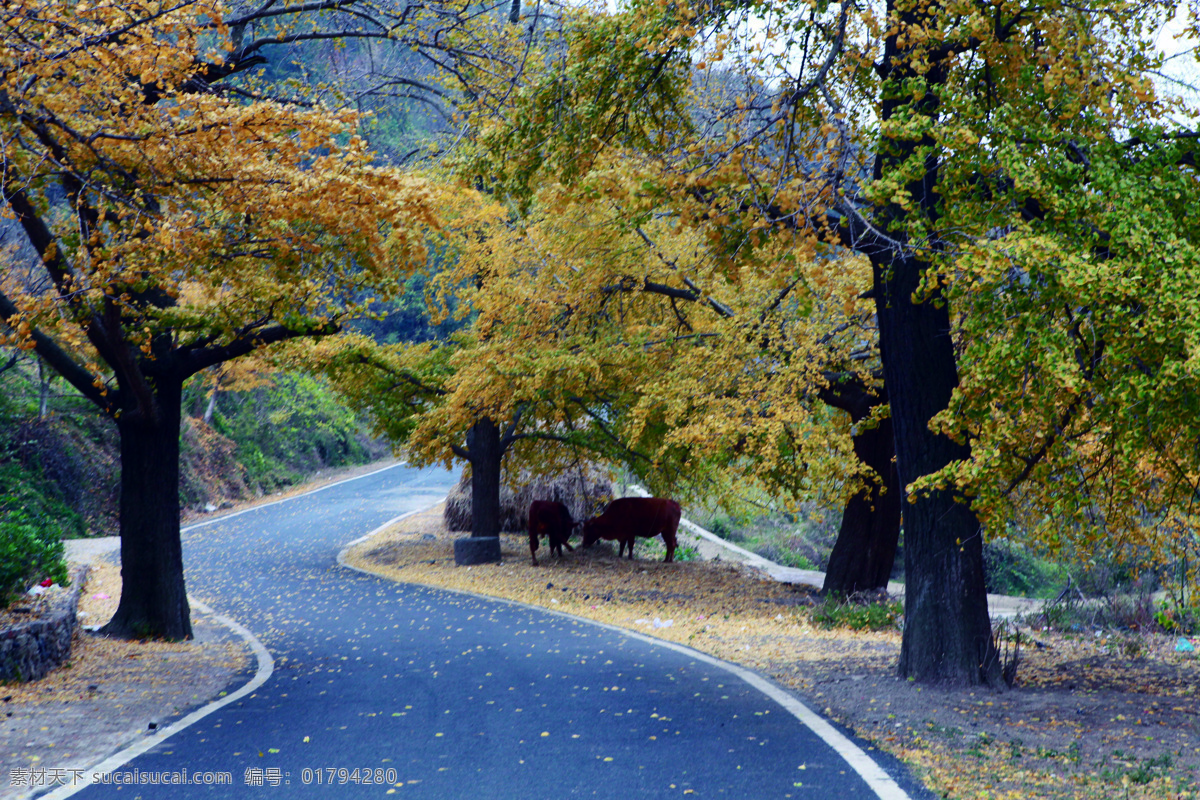 落叶 风景图片 大路 道路 风景 风景画 秋天的落叶 自然风景 落叶风景 自然景观 家居装饰素材 山水风景画