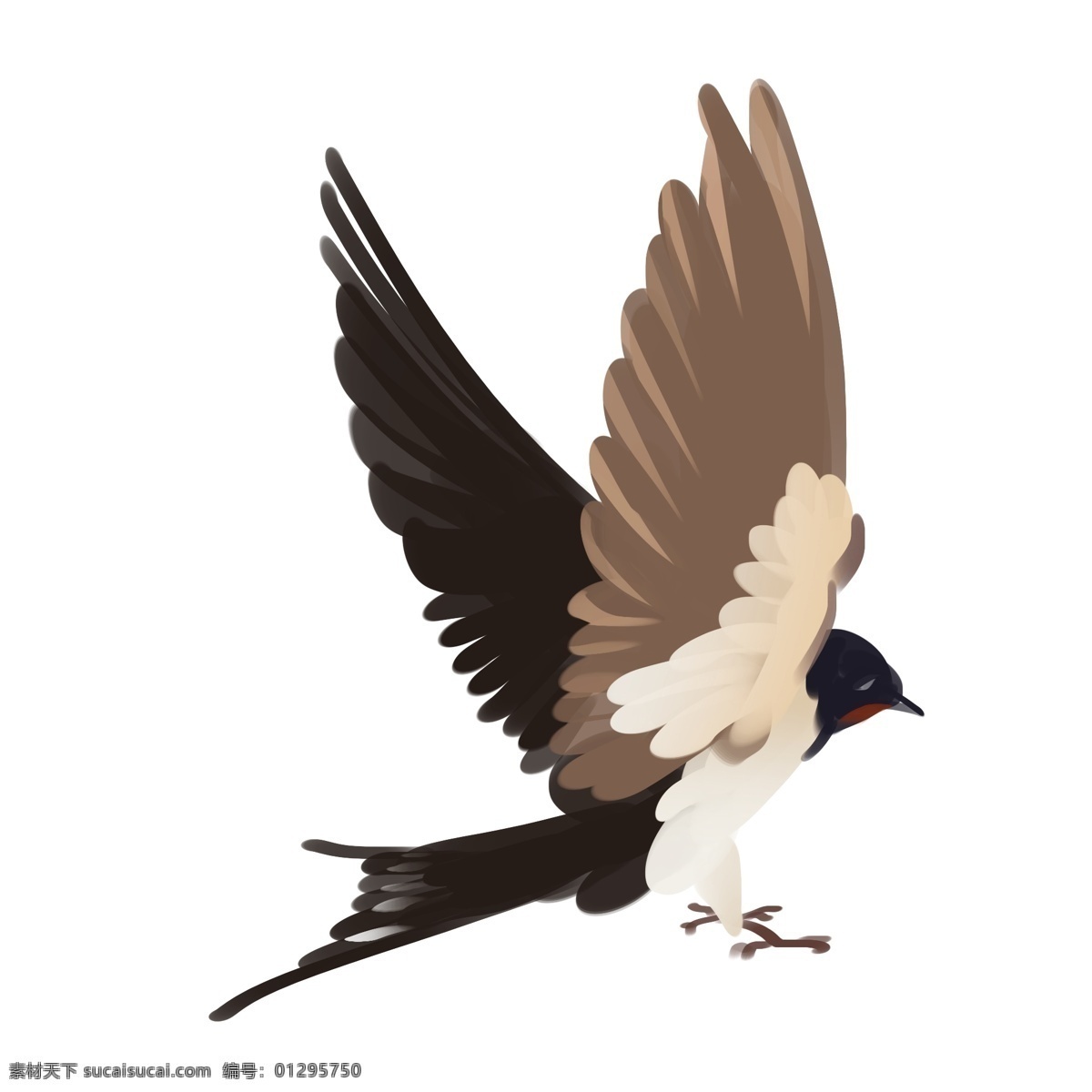 手绘 降落 燕子 插画 飞燕 鸟 动物 春季 羽毛 准备 展开的翅膀 手绘燕子 飞翔