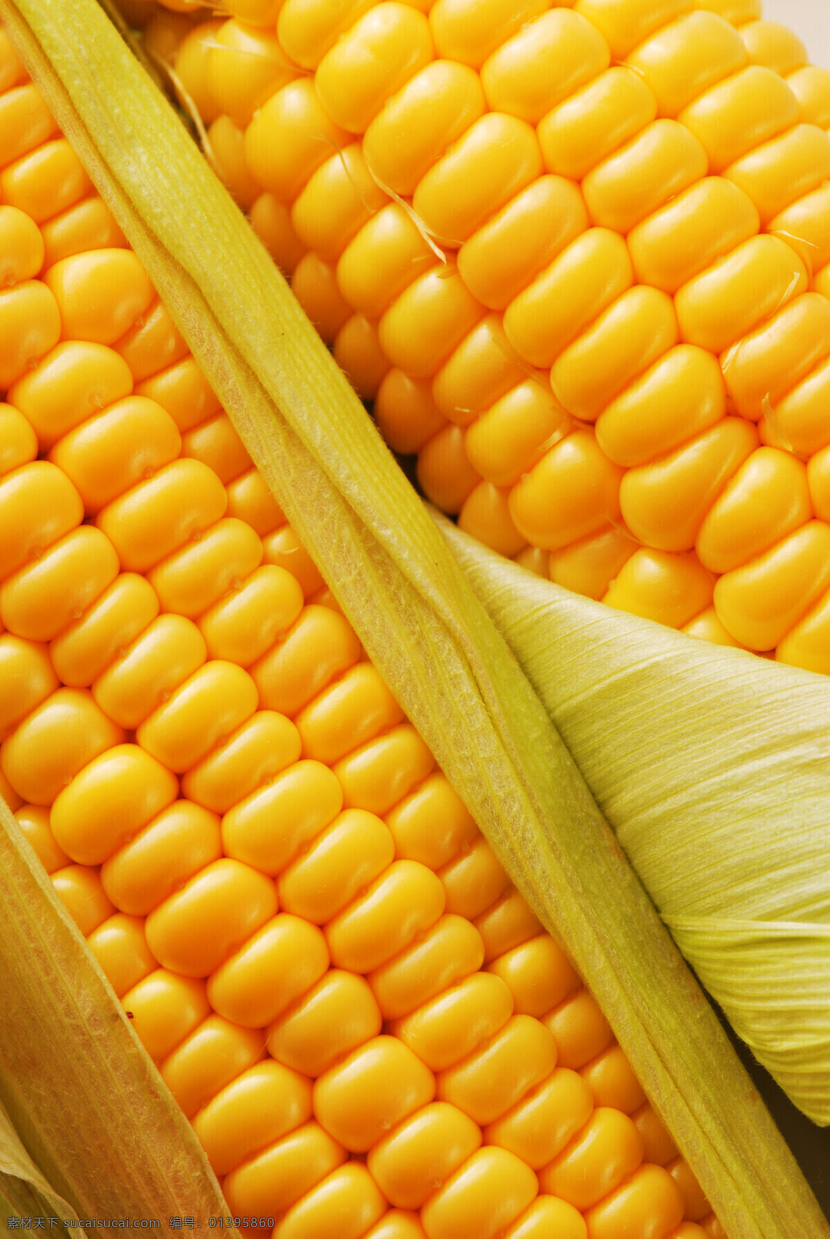 金色 玉米 生物世界 蔬菜 五谷 杂粮 植物 金色玉米 蔬菜主题 风景 生活 旅游餐饮