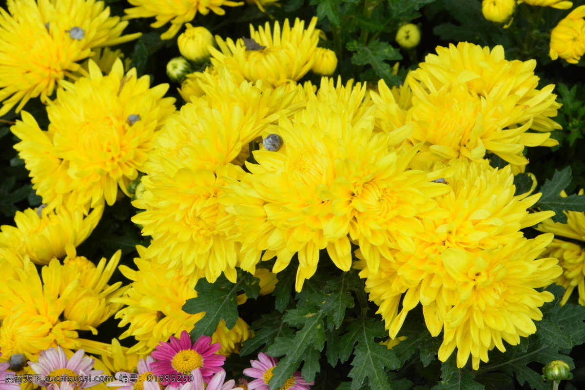 黄色菊花 小菊花 菊花 园艺 花卉素材 花卉 花儿 花草 花朵 花瓣 花蕊 绿化景观 生物世界