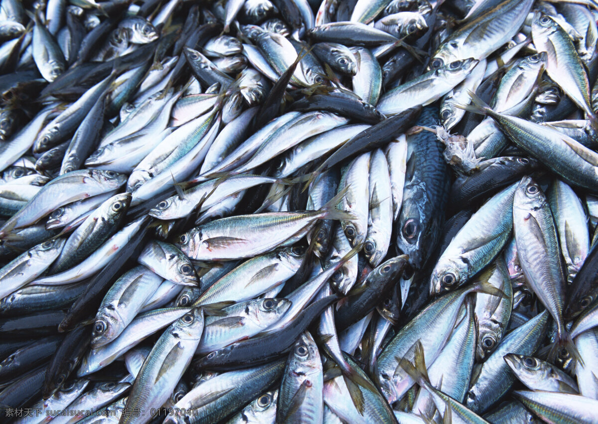 新鲜 鱼虾 贝 蟹类 水 生物 海产品 水产品 鲜鱼 海鱼 海鲜 三文鱼 生鱼片 海鲜市场 热带鱼 深海鱼 水产养殖 海洋生物 海鲜超市 生猛海鲜 海产 水产 海产干货 海货 对虾 皮皮虾 鲍鱼 虾皮 海米 虾米 熟虾 明虾 鱿鱼 干鱿鱼 鳊鱼 罗非鱼 鱼丸 黄骨鱼 黄鱼 海蟹 螃蟹 大闸蟹 贝类 龙虾 山珍海味 美味珍馐 美食素材 餐饮美食 食物原料