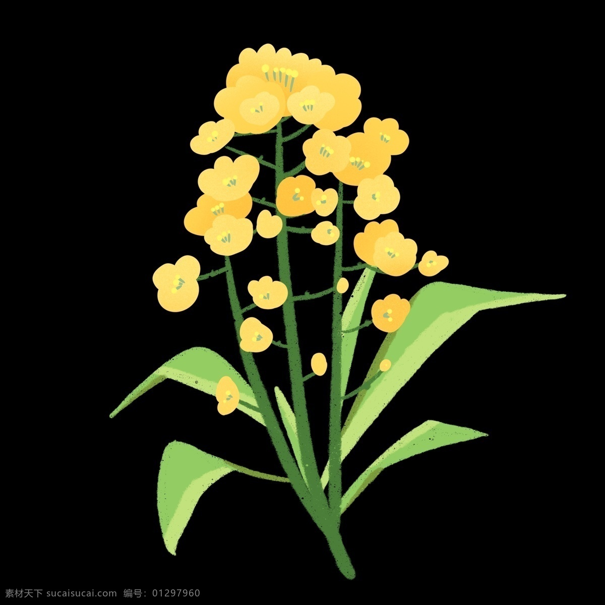 简约 油菜花 插图 植物花朵 绿色叶子 一支 花开 插画 植物 漂亮 茶花 一支油菜花 可爱的油菜花