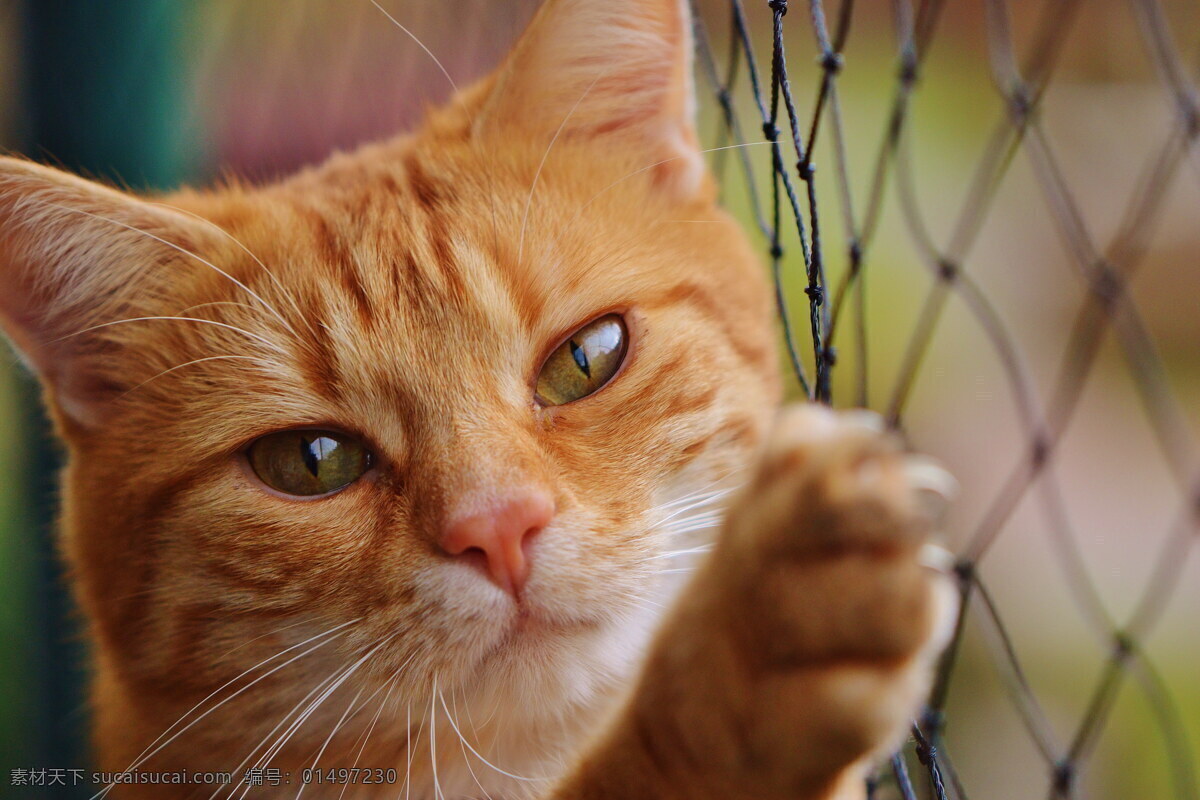 可爱 小 猫咪 高清 花猫 小猫咪 小猫 萌猫