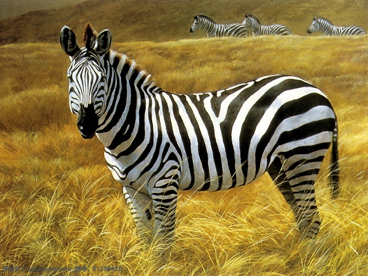 斑马 手绘 动物 画 手 手绘动物画 设计素材 其它动物 动物插图 书画美术 黑色