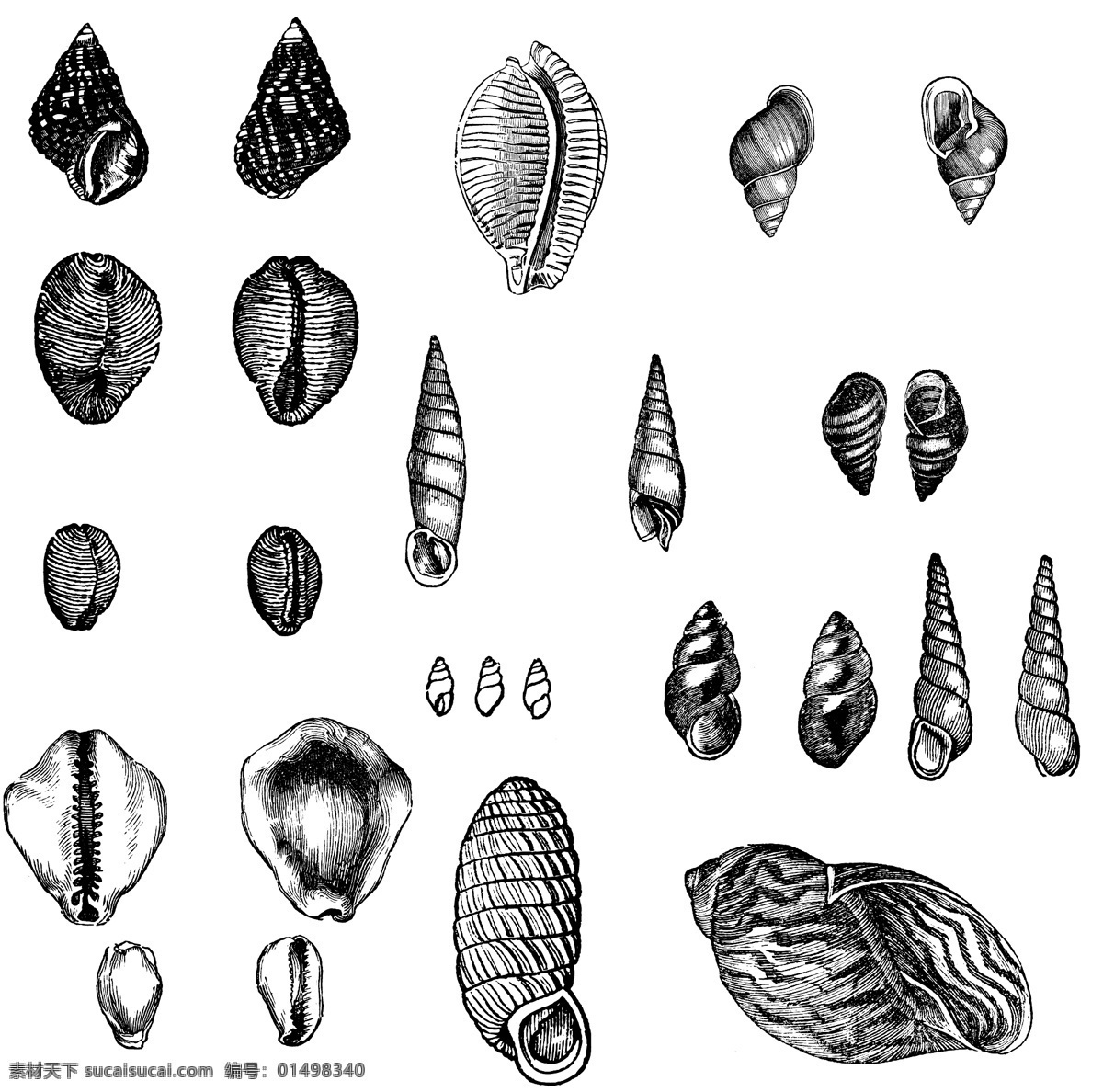 鱼类 贝 甲壳 类 欧美 古典 线条 矢量 动物 库 欧洲古典素材 矢量素材 素描素材 线条素材 非 主流 矢量图 其他矢量图