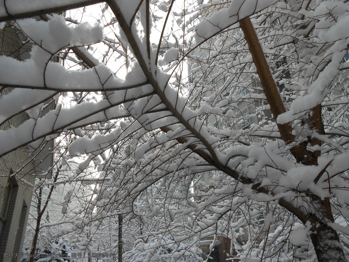 雪 树 雪后的树 树枝 树枝上的雪 灰色