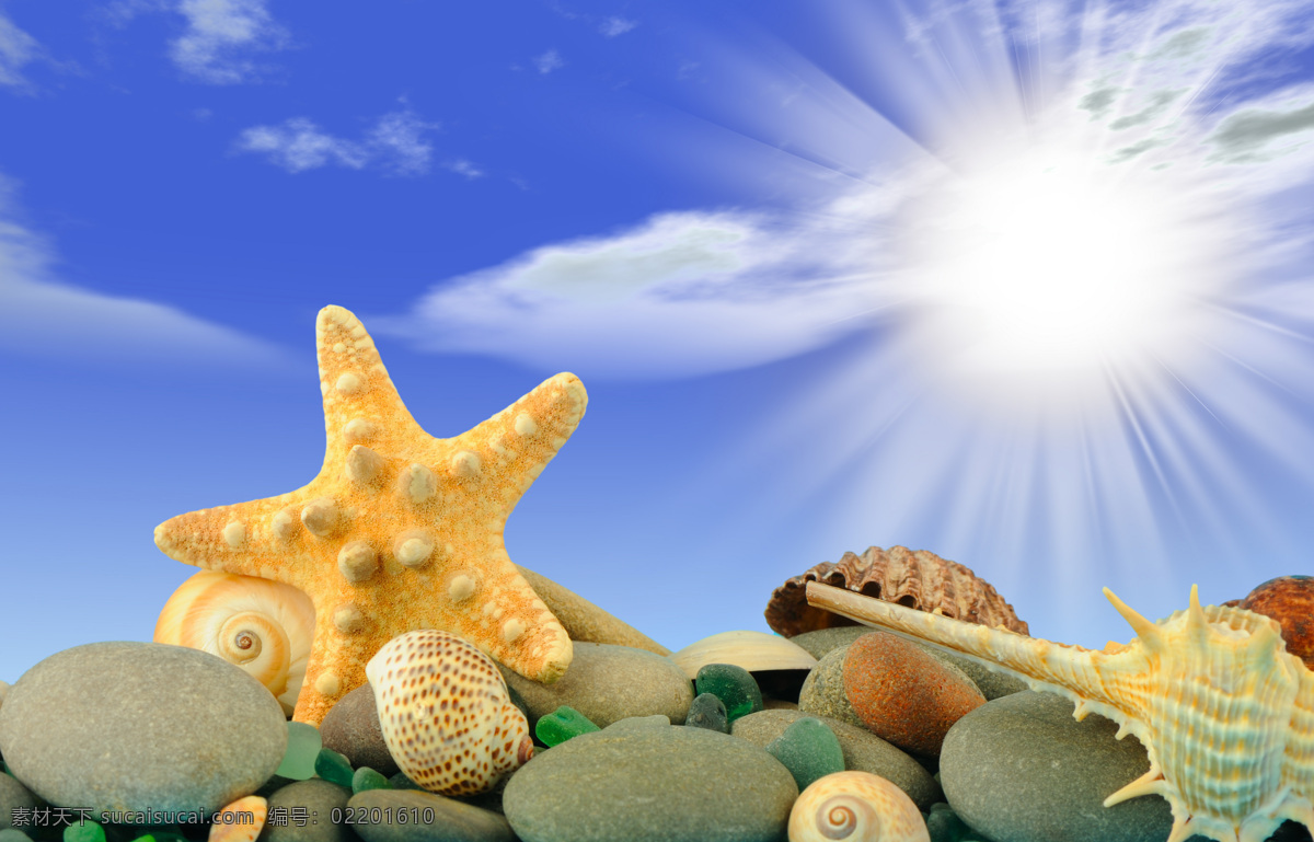 贝壳 海螺 海滩 海星 沙滩 生物世界 贝壳设计素材 贝壳模板下载 贝类