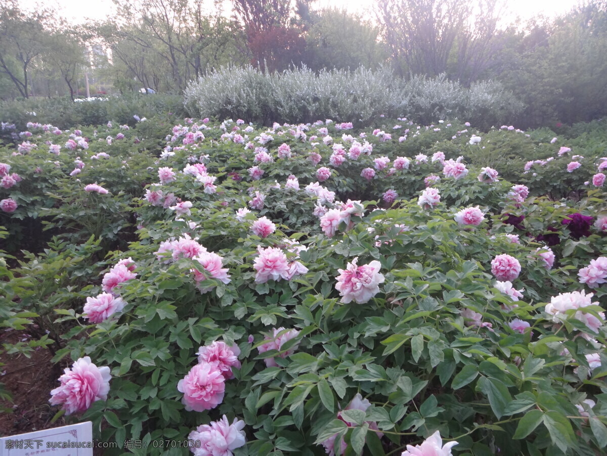 牡丹 春天 花瓣 花草 花朵 绿叶 色彩 鲜花 盛开 特写 鲜艳 生物世界 psd源文件