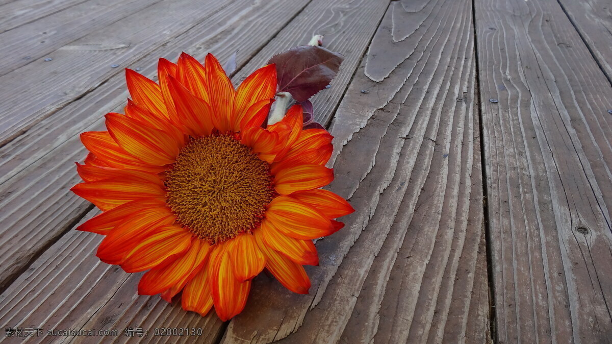 高清 橙色 向日葵 向阳花 太阳花 橙花 橙色花朵