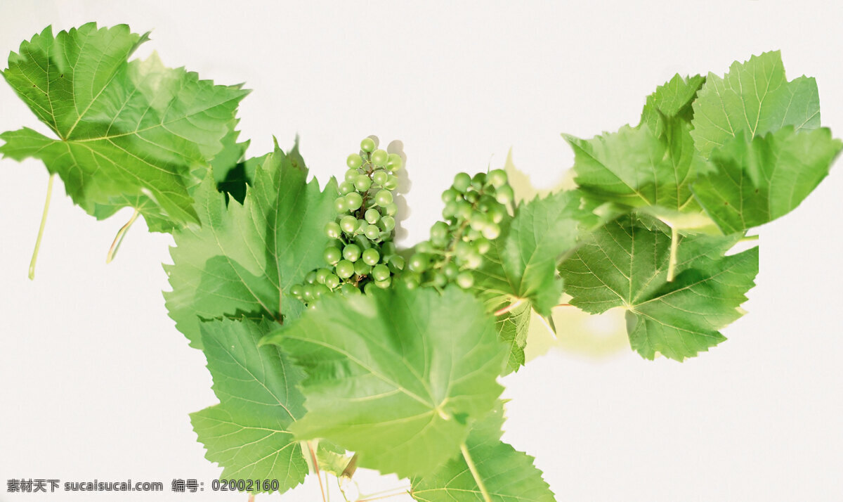 绿色 葡萄 叶 高清图片 横构图 葡萄叶 绿色葡萄叶 叶子 两串 蔬菜图片 餐饮美食